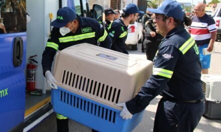 Cinco propuestas para atender ‘crisis’ de mascotas en Mérida