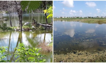¿Cómo va el acuífero de Yucatán a cinco años del rebose?