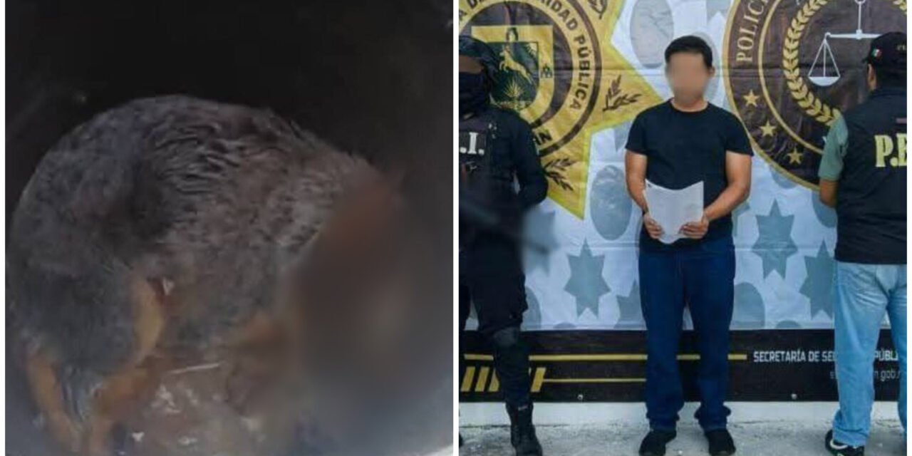 Balea a perrita “Sicilia”, huye, lo traen y lo liberan