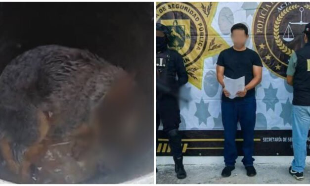 Balea a perrita “Sicilia”, huye, lo traen y lo liberan