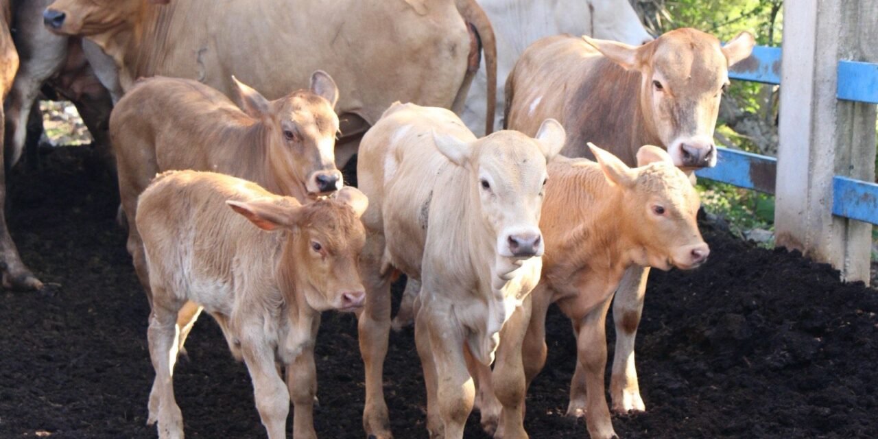 Cuide a sus animales, incluidas mascotas, por miasis