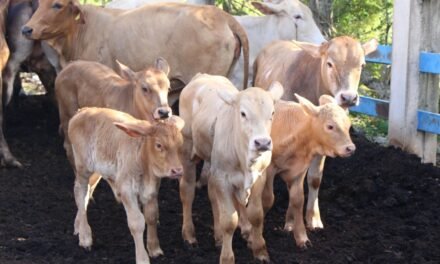 Cuide a sus animales, incluidas mascotas, por miasis