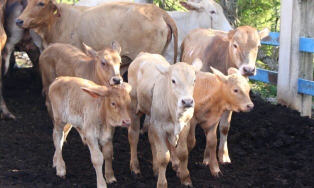 Cuide a sus animales, incluidas mascotas, por miasis