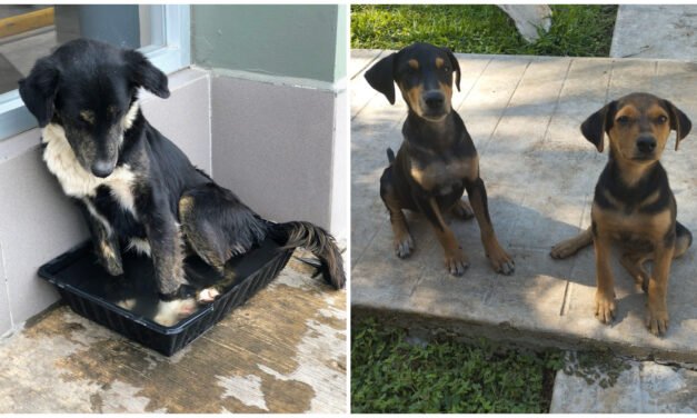 Mérida esterilizará perros en situación de calle