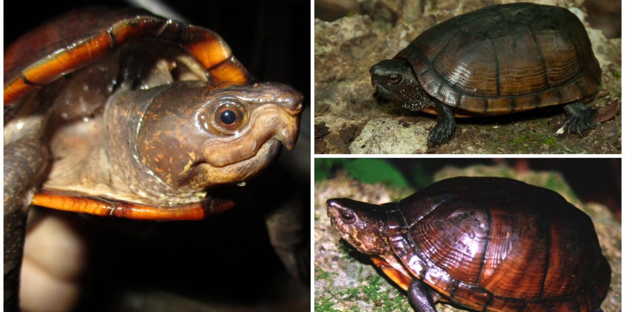 La Xtuk’is, de Península Yucatán, en riesgo de extinción definitiva