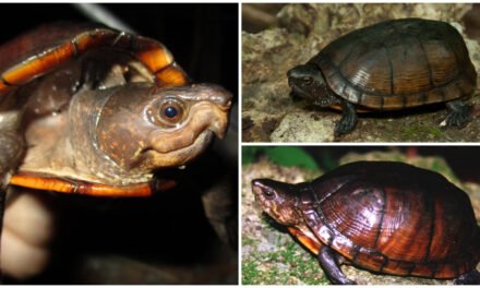 La Xtuk’is, de Península Yucatán, en riesgo de extinción definitiva