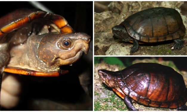 La Xtuk’is, de Península Yucatán, en riesgo de extinción definitiva