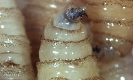 Mujer se infecta con mosca del gusano barrenador