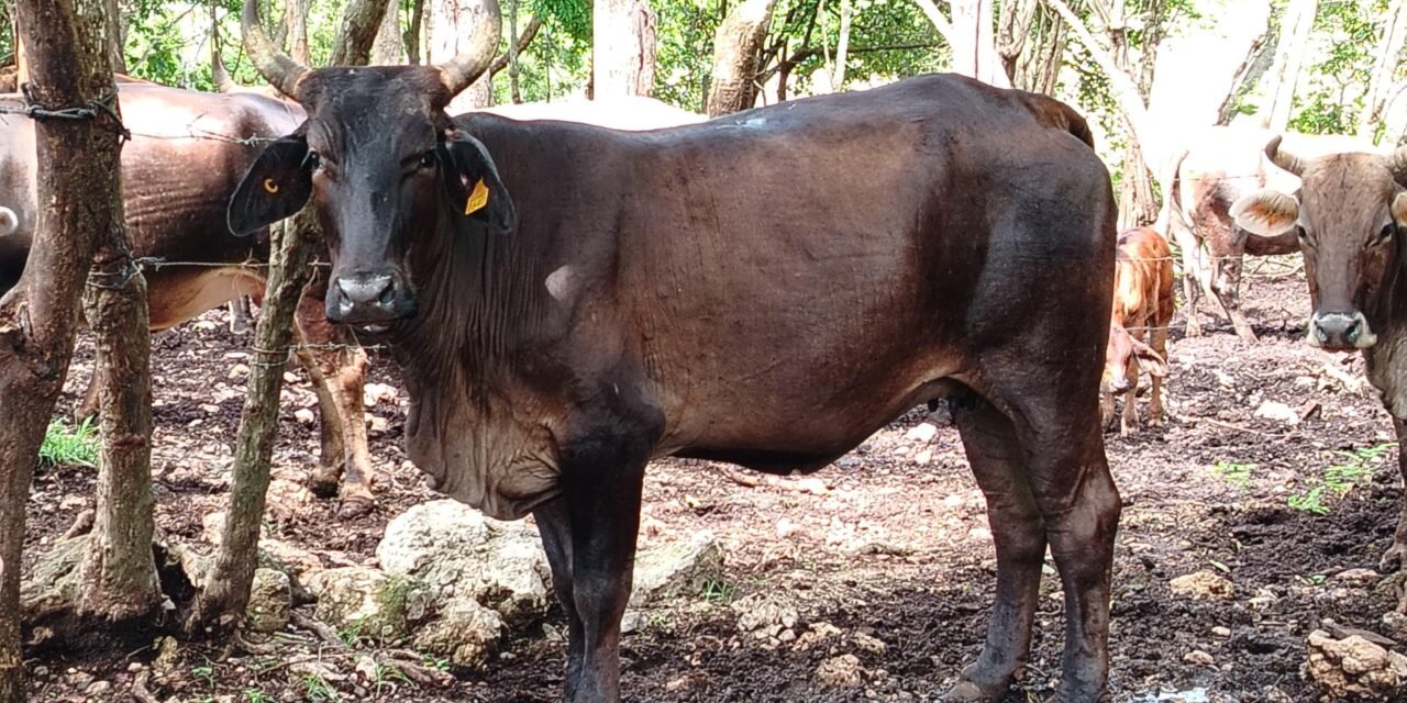🐄 Detectan 75 nuevos casos de gusano barrenador en 25 municipios de Yucatán