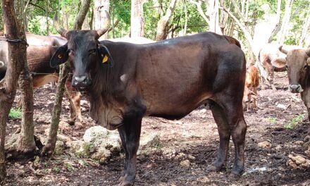 🐄 Detectan 75 nuevos casos de gusano barrenador en 25 municipios de Yucatán