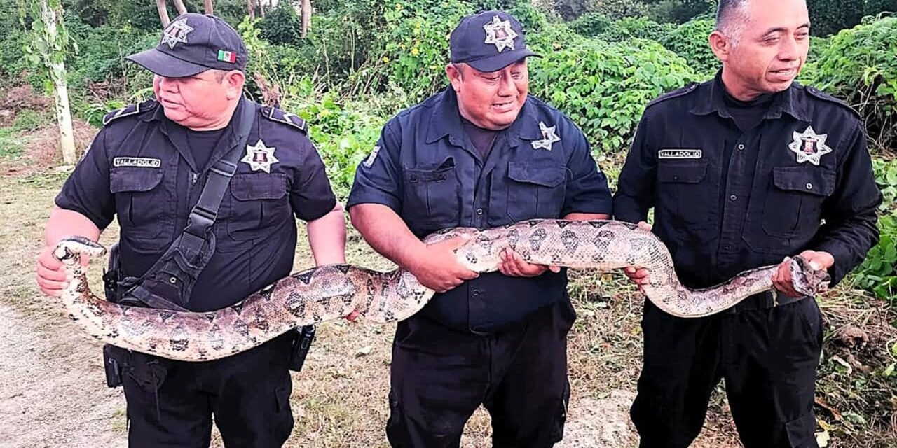 Sorprendente visitante en colonia de Valladolid