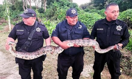 Sorprendente visitante en colonia de Valladolid