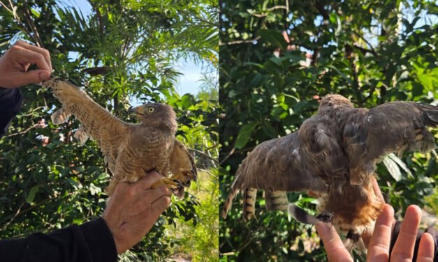 Aguililla caminera, rescatada y en rehabilitación