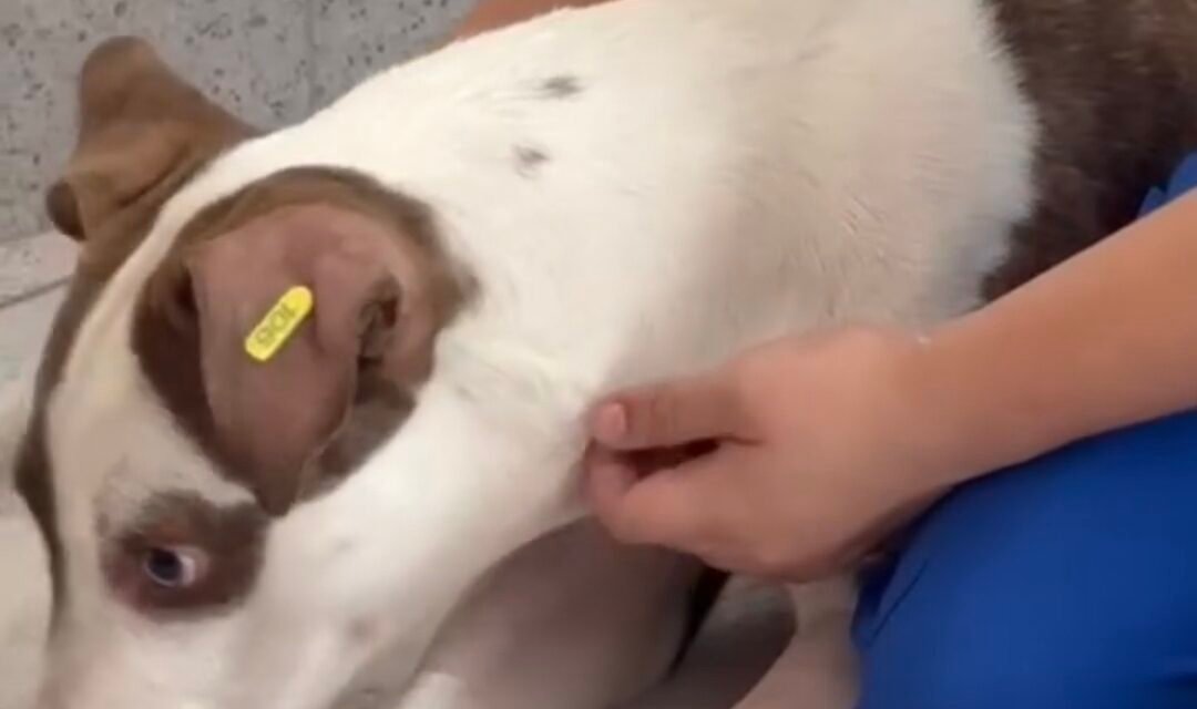 Lidera Mérida en manejo humanitario de población de perros y gatos