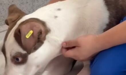 Lidera Mérida en manejo humanitario de población de perros y gatos