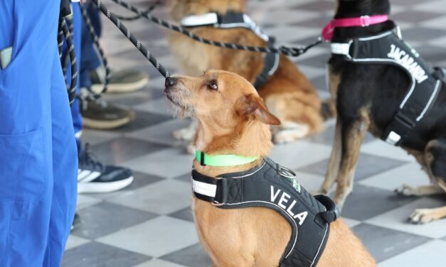 De la ‘Calle al corazón’, perros rescatados en corte del Carnaval 2026