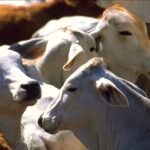 ¿Crisis sanitaria por gusano barrenador en Yucatán?