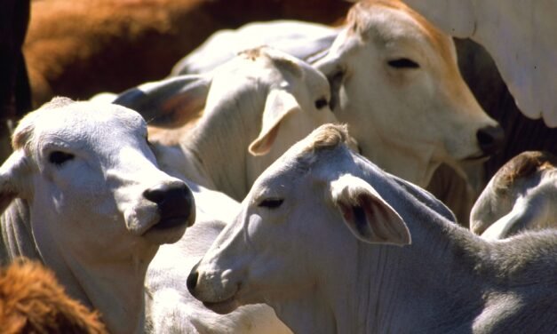 ¿Crisis sanitaria por gusano barrenador en Yucatán?