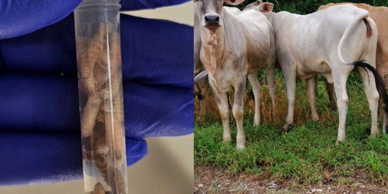 Hombre alcohólico en Motul contagiado por mosca de gusano barrenador