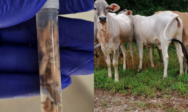 Hombre alcohólico en Motul contagiado por mosca de gusano barrenador