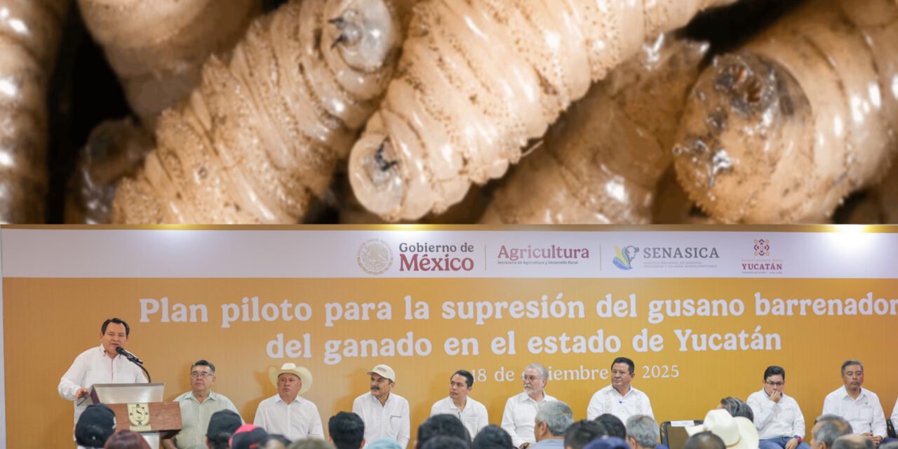 Lanzan plan integral contra gusano barrenador