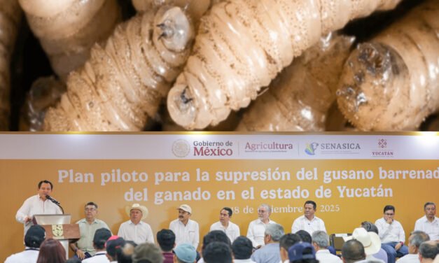 Lanzan plan integral contra gusano barrenador