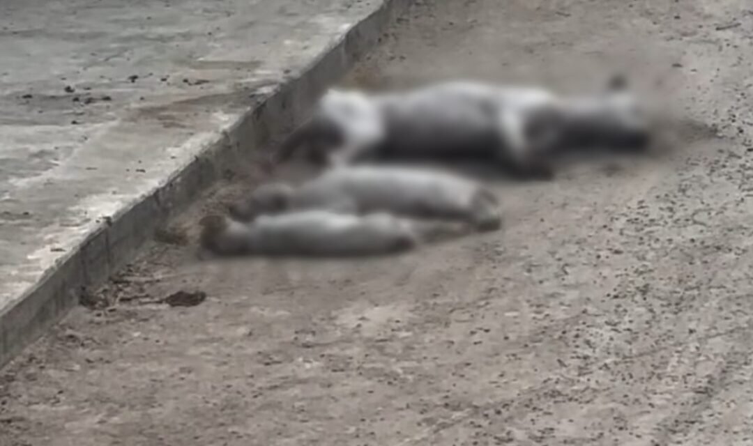 Crueldad: acaban con perros, incluidos cachorros, en Cuncunul