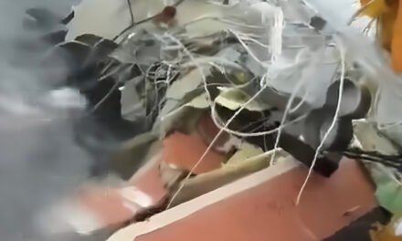 Encuentran sexto cuerpo sin vida del avión caído en Galveston