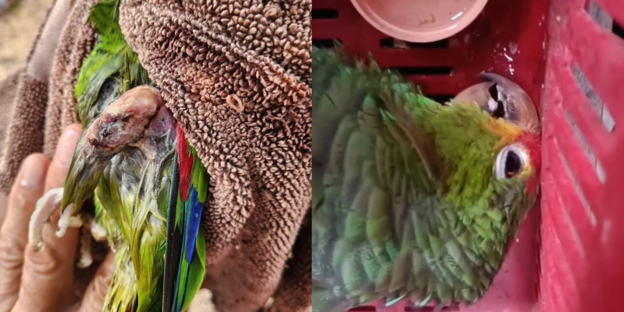Cautiverio mortal: mueren loros en intento de salvamento