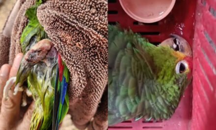 Cautiverio mortal: mueren loros en intento de salvamento