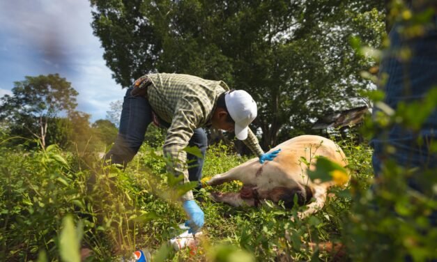 Gusano barrenador: 104 positivos en la semana