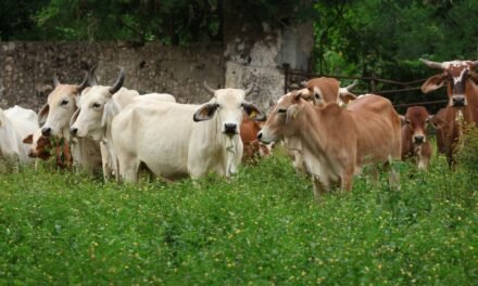 Gusano barrenador suma más de mil 400 casos en Yucatán
