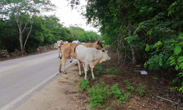 Ocho municipios de Yucatán libres de gusano barrenador por ahora