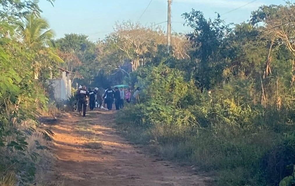 Fatal ataque de abejas en Temax: un fallecido