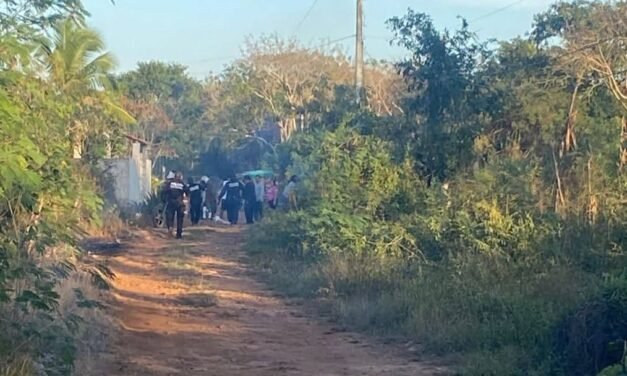 Fatal ataque de abejas en Temax: un fallecido