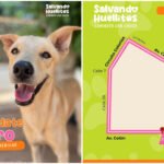 Caminata a favor de perros rescatados