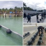 Sargazo, de atípico a ‘permanente’ en caribe mexicano