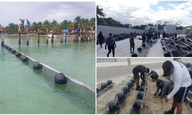 Sargazo, de atípico a ‘permanente’ en caribe mexicano