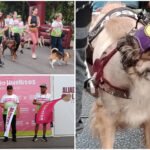 Entre ladridos y sonrisas: caminata ‘Salvando Huellitas’