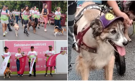 Entre ladridos y sonrisas: caminata ‘Salvando Huellitas’