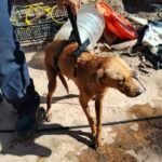 Más allá del afecto: qué es el síndrome del arca de Noé