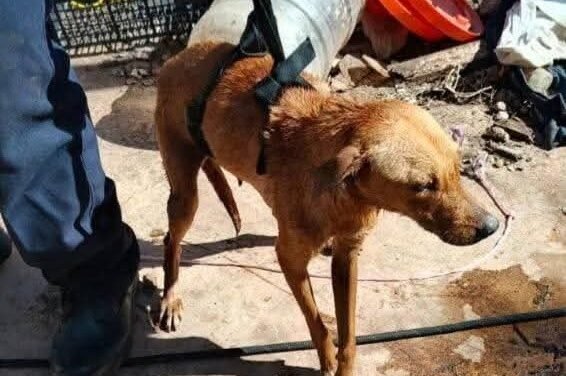 Más allá del afecto: qué es el síndrome del arca de Noé