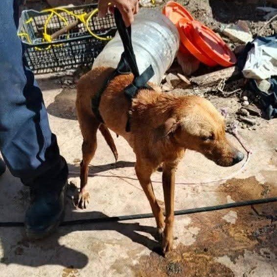 Más allá del afecto: qué es el síndrome del arca de Noé