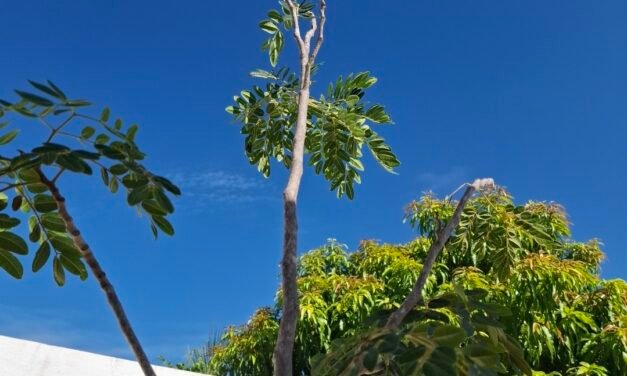 A partir del próximo miércoles un poco más de calor