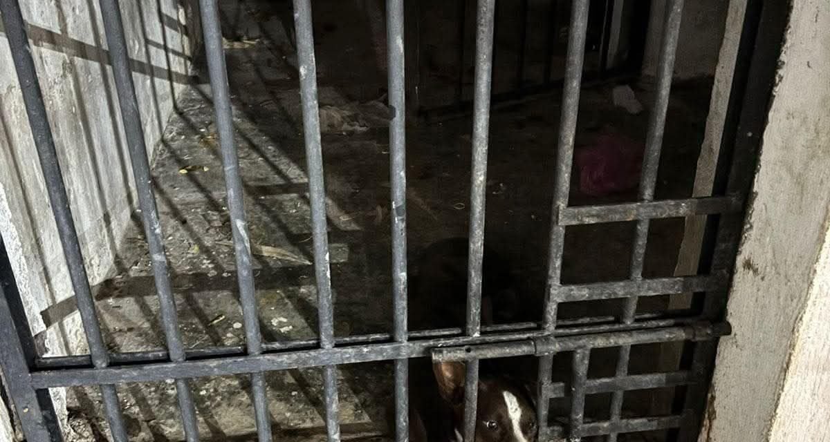 Insólito: perrita presa en cárcel municipal de Mocochá