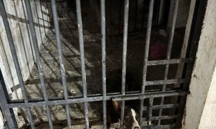 Insólito: perrita presa en cárcel municipal de Mocochá