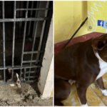 Hacia un final de bienestar: la cachorra que estuvo ‘presa’