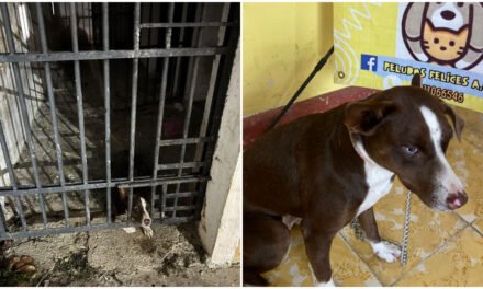 Hacia un final de bienestar: la cachorra que estuvo ‘presa’
