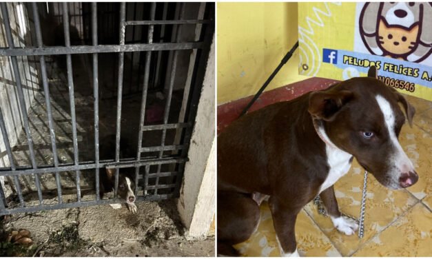 Hacia un final de bienestar: la cachorra que estuvo ‘presa’