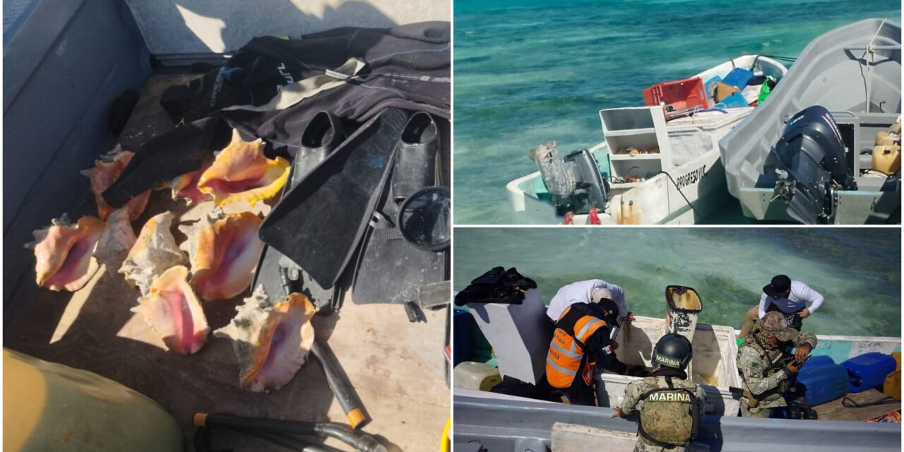 Detenidos con caracol rosado bajo veda permanente